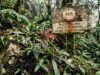 Rare Plants You Are Legally Forbidden to Touch, Own, or Harm Rare Plants You Are Legally Forbidden to Touch, Own, or Harm