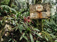 Rare Plants You Are Legally Forbidden to Touch, Own, or Harm Rare Plants You Are Legally Forbidden to Touch, Own, or Harm