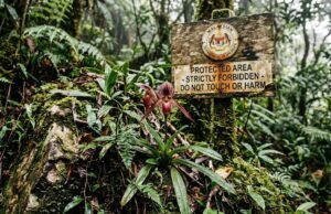 Rare Plants You Are Legally Forbidden to Touch, Own, or Harm Rare Plants You Are Legally Forbidden to Touch, Own, or Harm